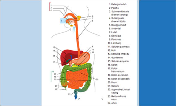 anatomi tubuh manusia dan fungsinya